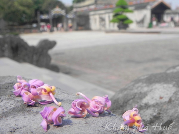 Những địa điểm đẹp để chụp ảnh với hoa tại Huế