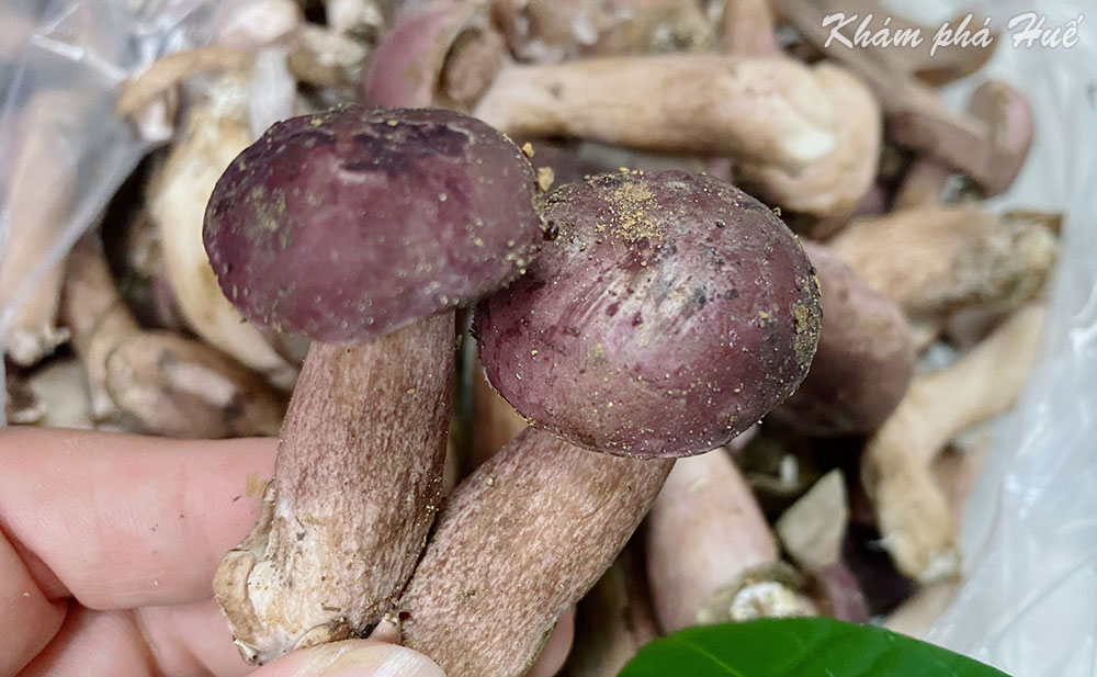 Nấm tràm Huế