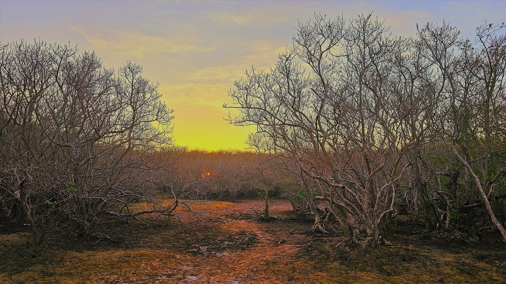 Rú Chá - Rừng ngập mặn nguyên sinh giữa lòng thành phố Huế Rú Chá - Rừng ngập mặn nguyên sinh giữa lòng thành phố Huế