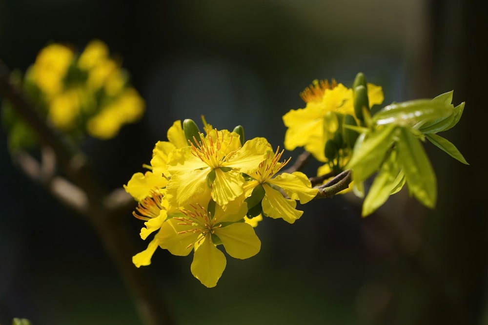 Huế xứ sở mai vàng, hoàng mai Huế, vẻ đẹp hoàng mai Huế Huế xứ sở mai vàng, hoàng mai Huế, vẻ đẹp hoàng mai Huế