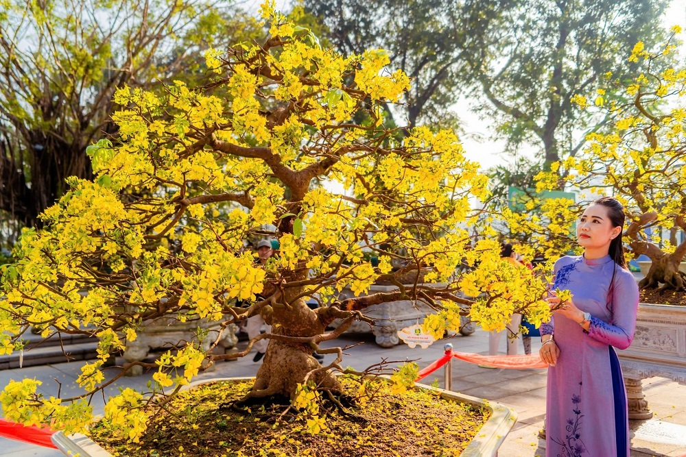 rực rỡ, hoàng mai Huế, cung đình Huế, loài hoa đặc hữu, vùng đất Huế, cố đô Huế, mùa xuân, con đường hoàng mai, lễ hội hoàng mai Huế