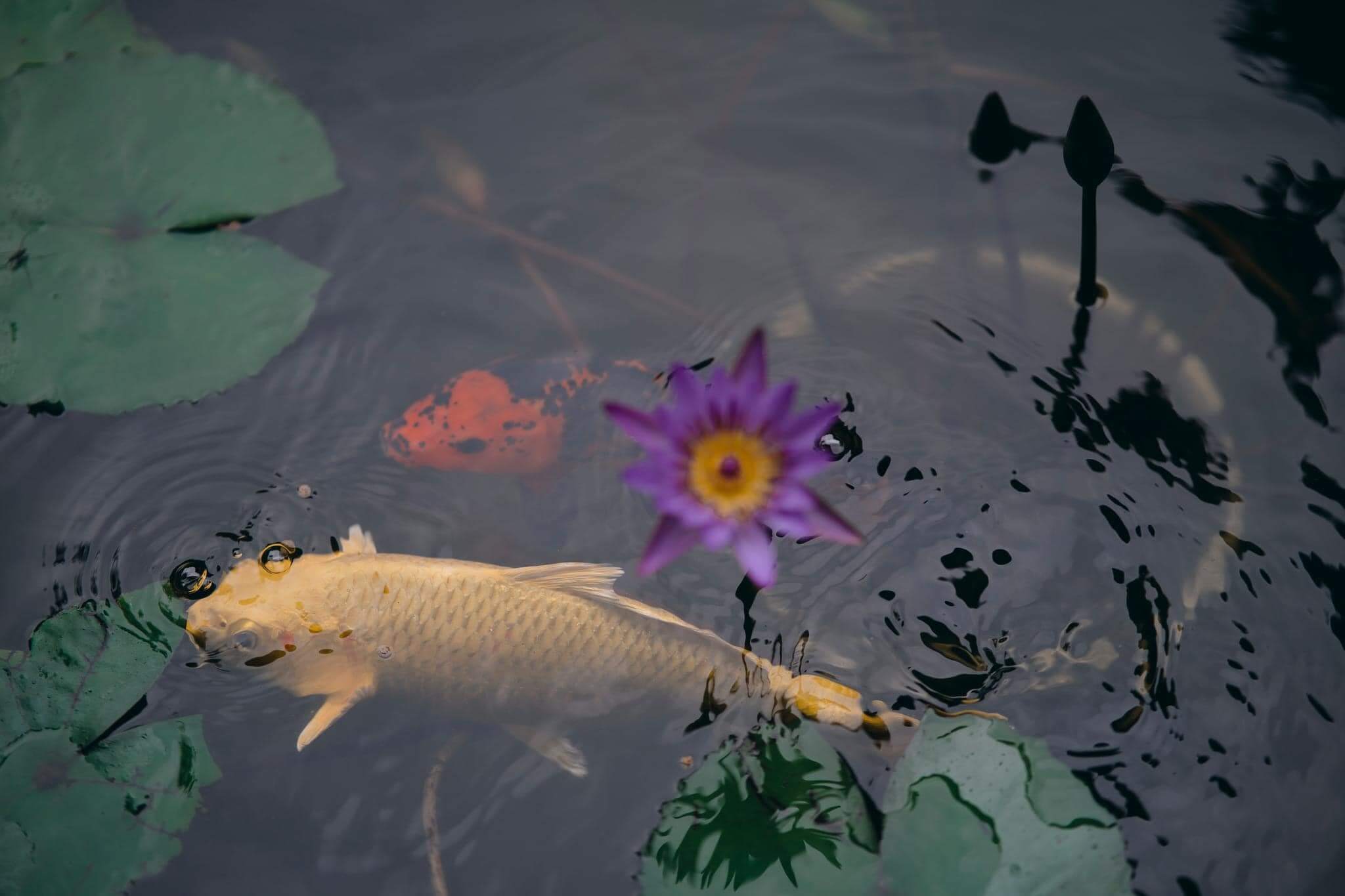 MandarinCoffeeHue MandarinCoffeeHue