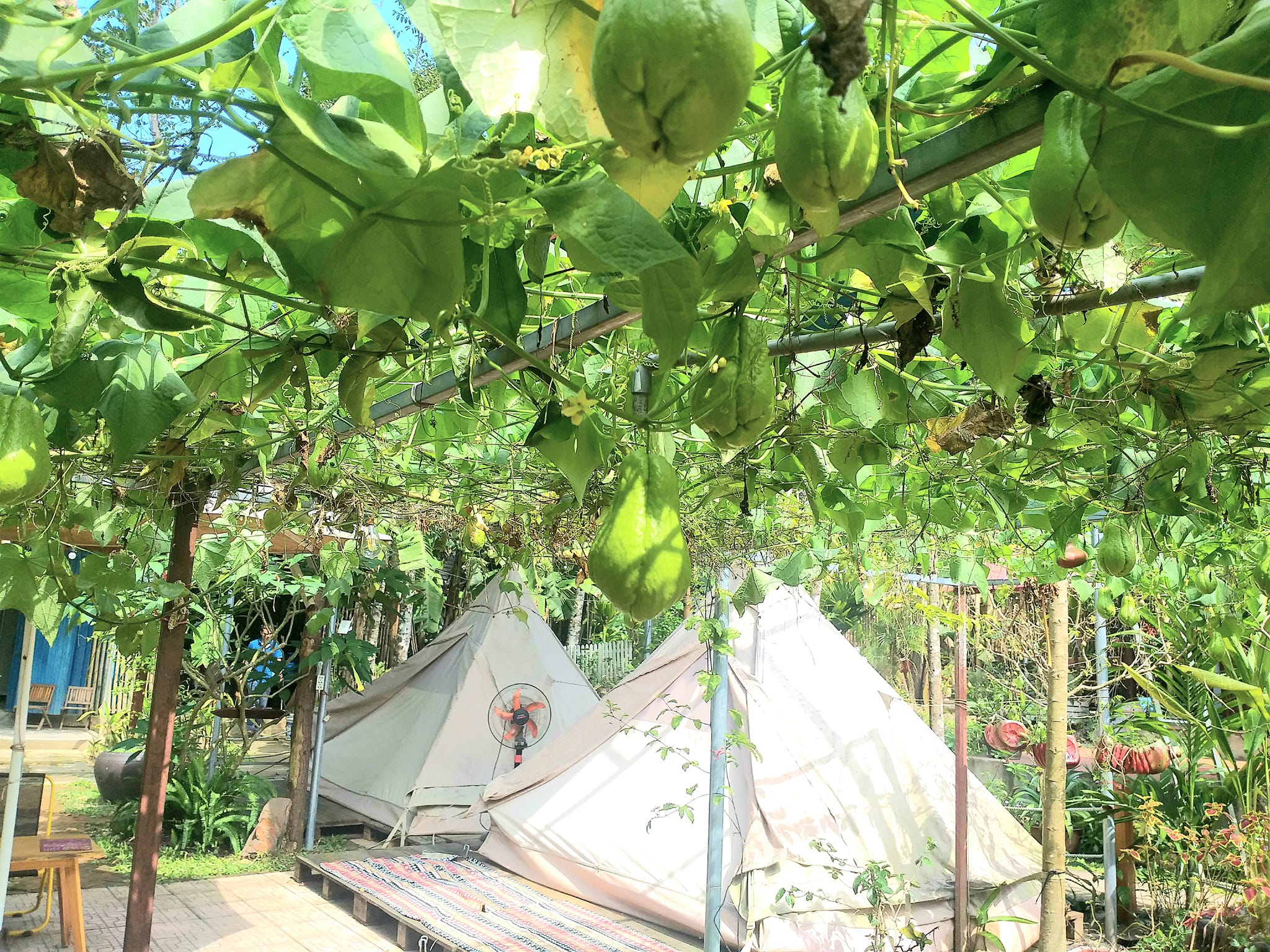 Không gian glamping và vườn xanh tại Hue Lotus Homestay Huế