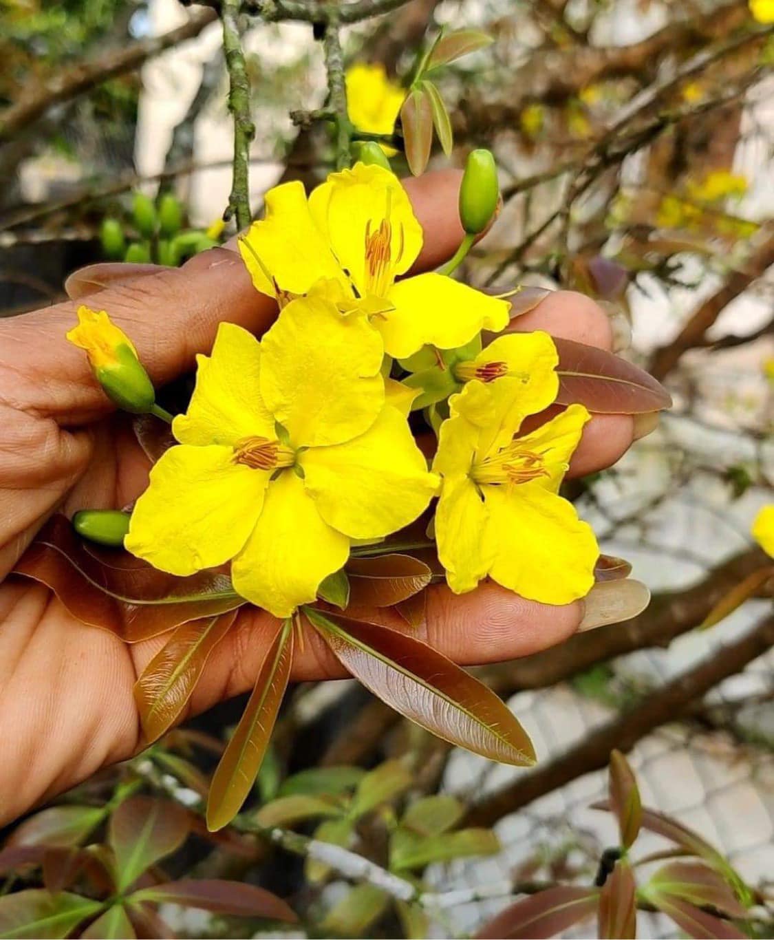 làng mai cảnh, làng mai thế Chí Tây, làng mai nổi tiếng ở Huế, mai Huế, hoàng mai thế rồng, huế mai vàng
