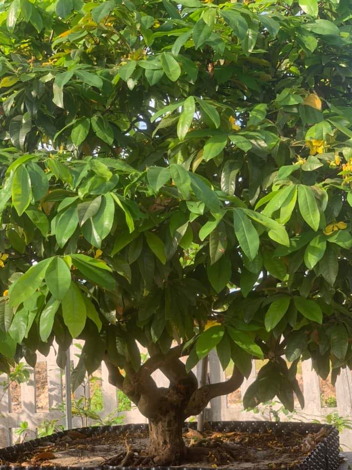làng mai cảnh, làng mai thế Chí Tây, làng mai nổi tiếng ở Huế, săn mai Huế, hoàng mai thế rồng, huế mai vàng