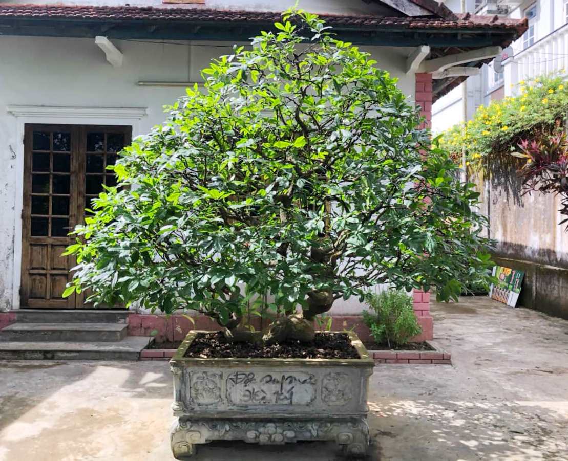 làng mai cảnh, làng mai thế Chí Tây, làng mai nổi tiếng ở Huế, săn mai Huế, hoàng mai thế rồng, huế mai vàng