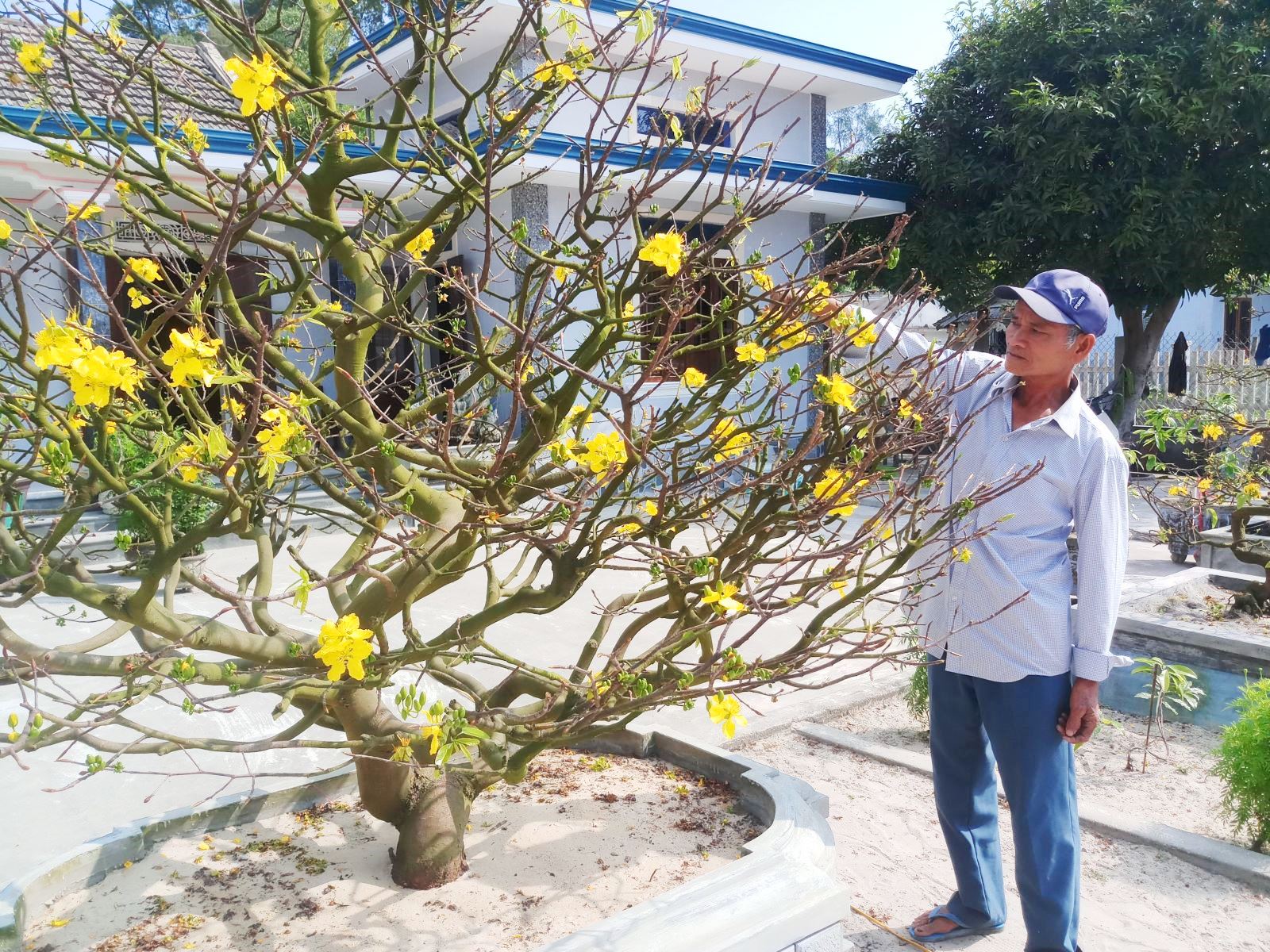 Huế xứ sở mai vàng