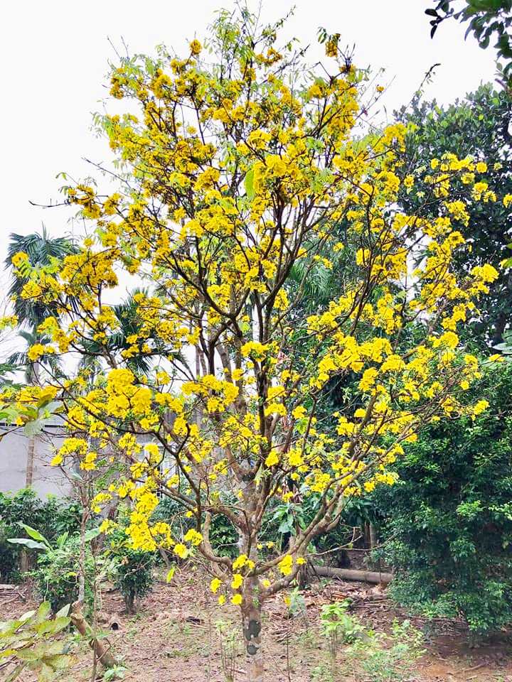 Huế xứ sở mai vàng