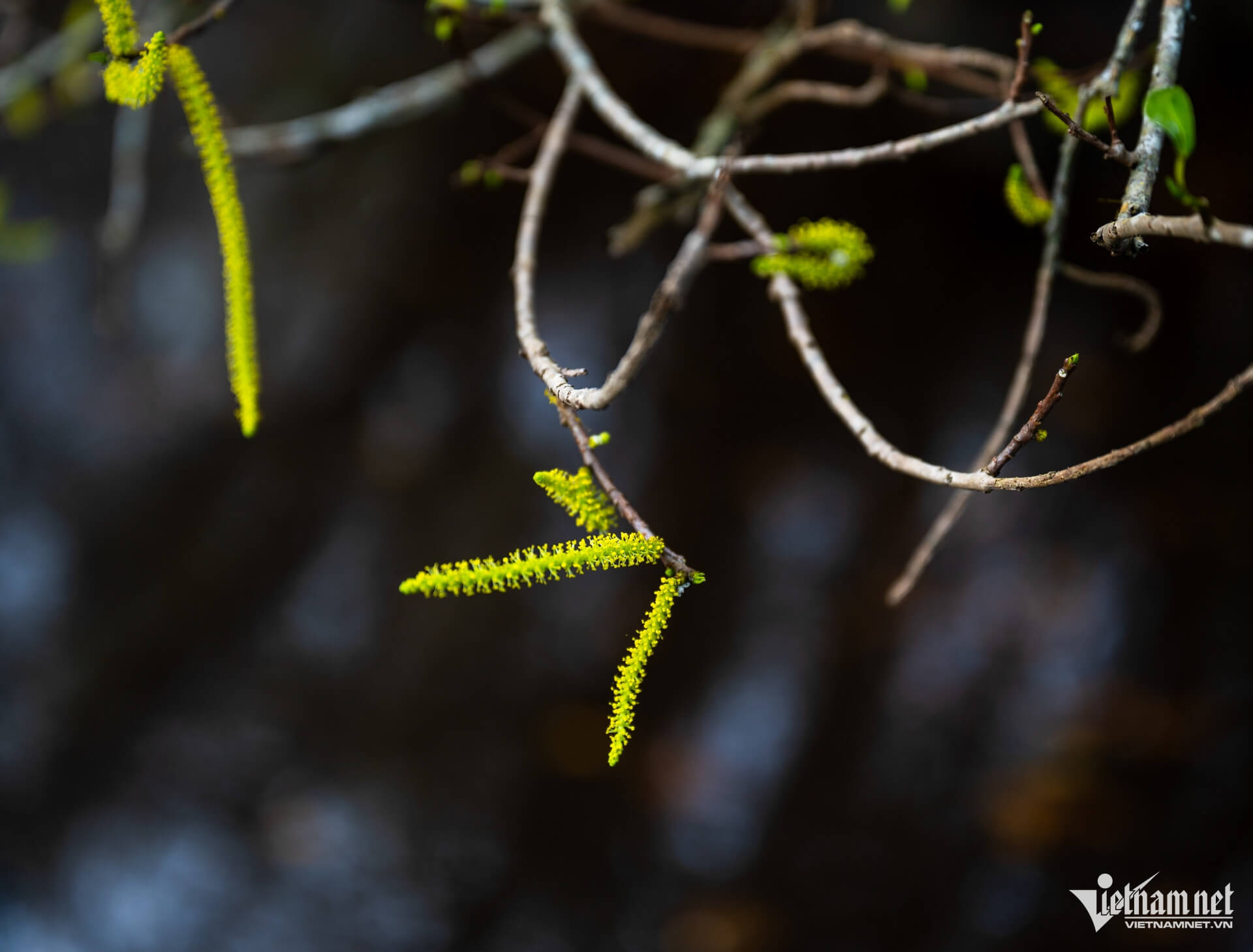 rừng ngập mặn, Rú Chá, Rú Chá vào thu, mùa thu vàng ở Huế, đường đến Rú Chá Huế, tham quan Rú Chá, có gì ở Rú Chá, vẻ đẹp Rú Chá vào thu