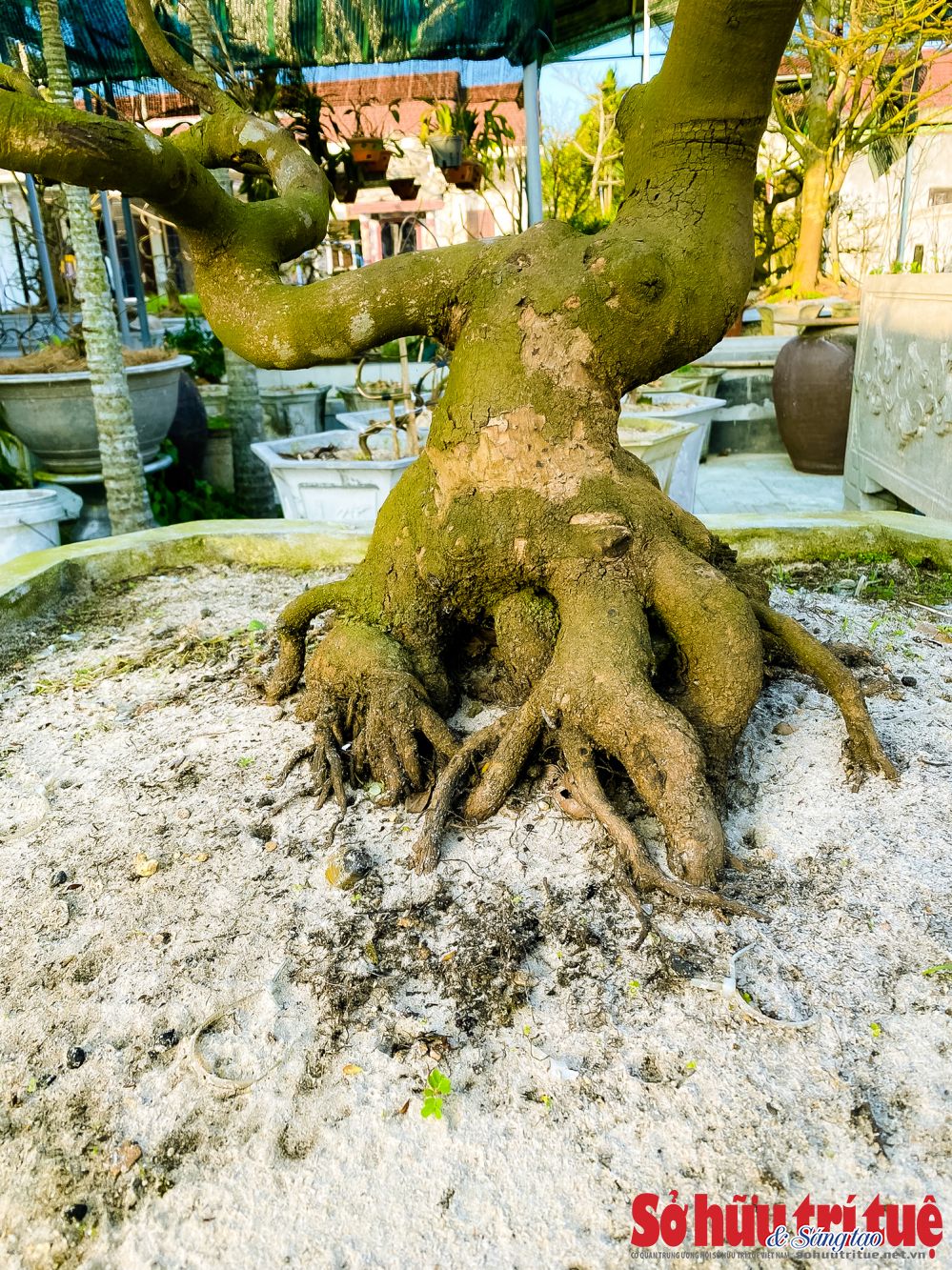 Làng mai trăm tỷ, làng mai Huế, Thế Chí Tây, làng mai Điền Hòa, Huế xứ sở mai vàng