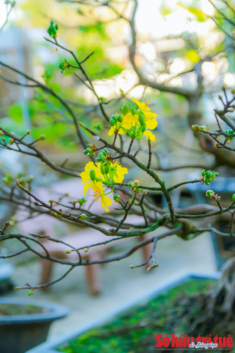 Làng mai trăm tỷ, làng mai Huế, Thế Chí Tây, làng mai Điền Hòa, Huế xứ sở mai vàng