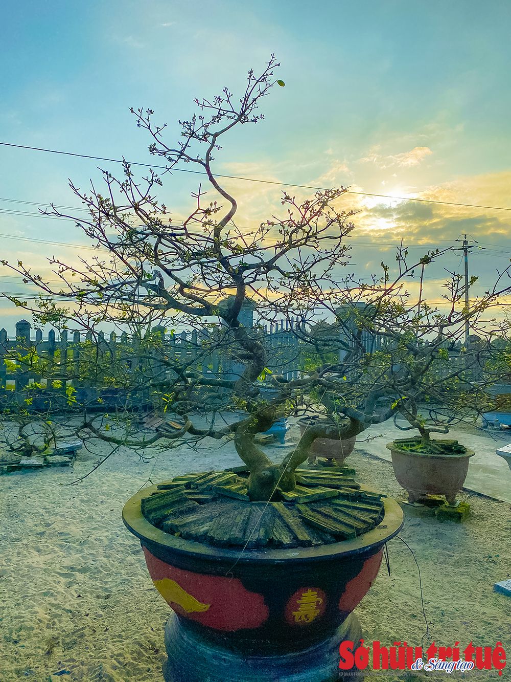 Làng mai trăm tỷ, làng mai Huế, Thế Chí Tây, làng mai Điền Hòa, Huế xứ sở mai vàng