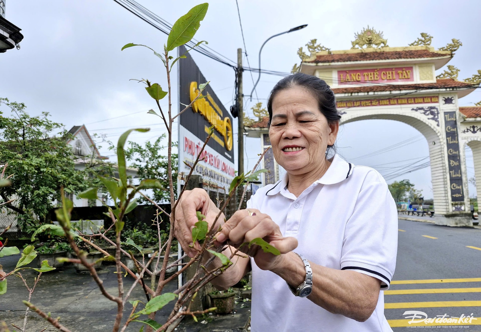 làng mai, Thế Chí Tây, hoàng mai Huế, tỉa lá mai, hoa nở đúng dịp Tết nguyên đán, làng nghề mai cảnh