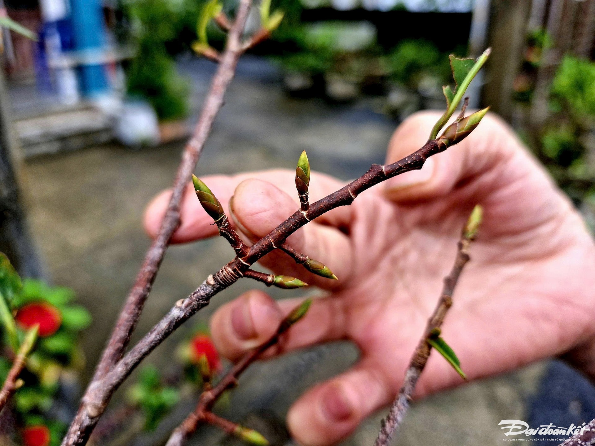 làng mai, Thế Chí Tây, hoàng mai Huế, tỉa lá mai, hoa nở đúng dịp Tết nguyên đán, làng nghề mai cảnh