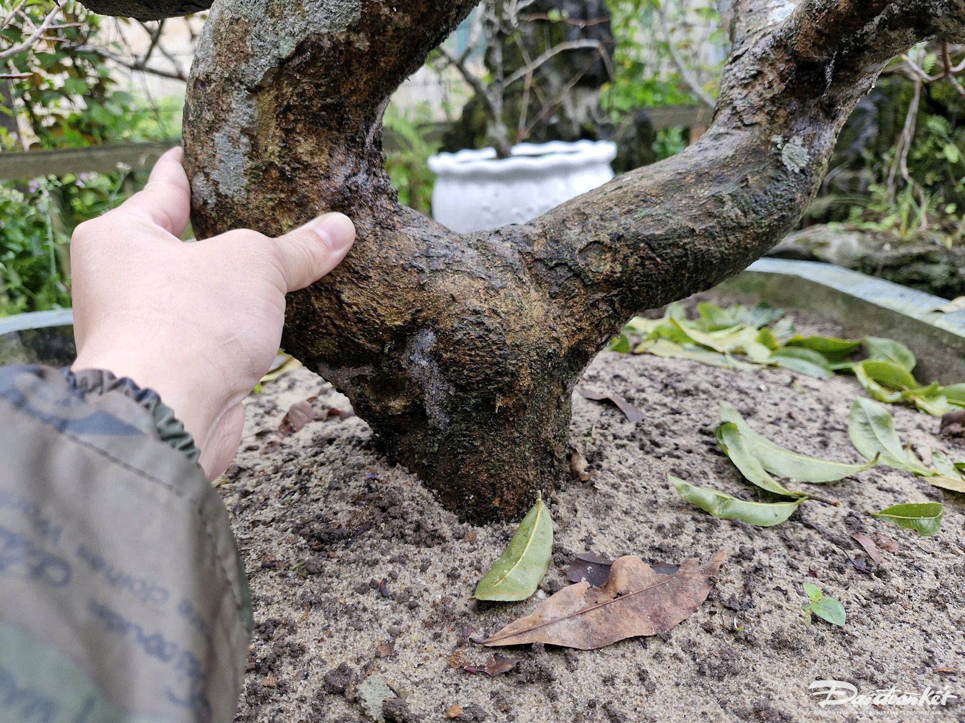 làng mai, Thế Chí Tây, hoàng mai Huế, tỉa lá mai, hoa nở đúng dịp Tết nguyên đán, làng nghề mai cảnh