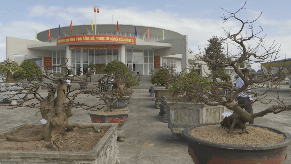 Quảng Điền, thế mạnh, nghề trồng mai, hoàng mai xứ Huế, mai vàng trước ngõ, nhân rộng Quảng Điền, thế mạnh, nghề trồng mai, hoàng mai xứ Huế, mai vàng trước ngõ, nhân rộng