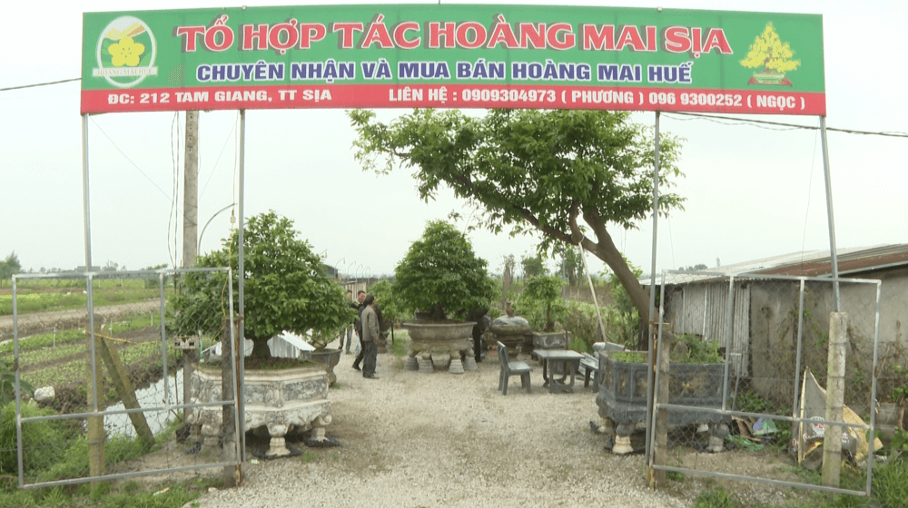 Quảng Điền, thế mạnh, nghề trồng mai, hoàng mai xứ Huế, mai vàng trước ngõ, nhân rộng Quảng Điền, thế mạnh, nghề trồng mai, hoàng mai xứ Huế, mai vàng trước ngõ, nhân rộng