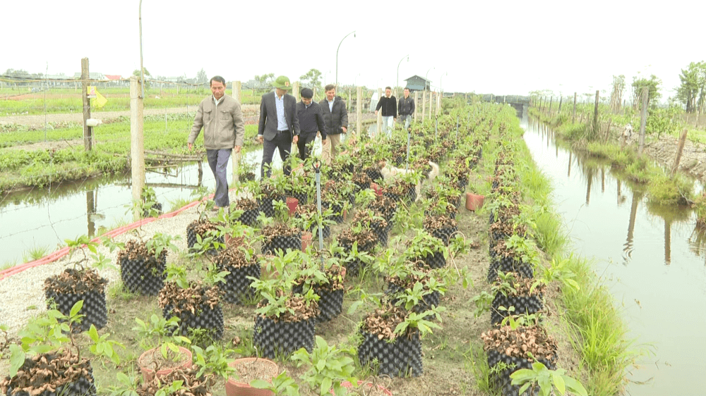 Quảng Điền, thế mạnh, nghề trồng mai, hoàng mai xứ Huế, mai vàng trước ngõ, nhân rộng Quảng Điền, thế mạnh, nghề trồng mai, hoàng mai xứ Huế, mai vàng trước ngõ, nhân rộng