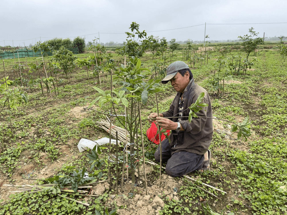Quảng Điền, thế mạnh, nghề trồng mai, hoàng mai xứ Huế, mai vàng trước ngõ, nhân rộng Quảng Điền, thế mạnh, nghề trồng mai, hoàng mai xứ Huế, mai vàng trước ngõ, nhân rộng