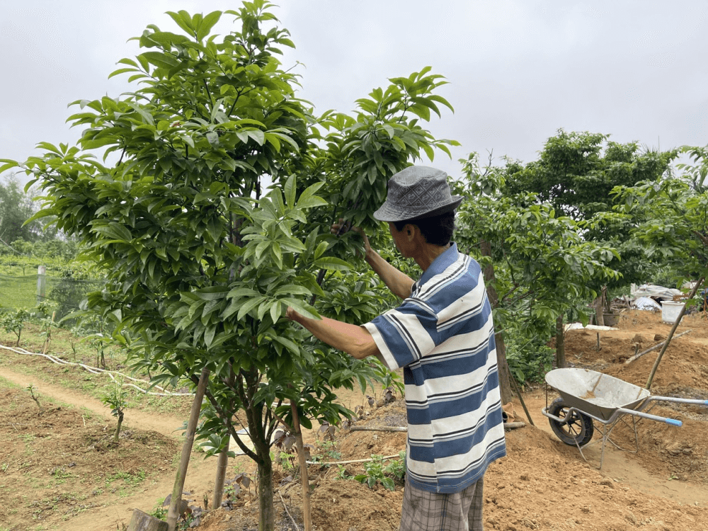 Quảng Điền, thế mạnh, nghề trồng mai, hoàng mai xứ Huế, mai vàng trước ngõ, nhân rộng Quảng Điền, thế mạnh, nghề trồng mai, hoàng mai xứ Huế, mai vàng trước ngõ, nhân rộng