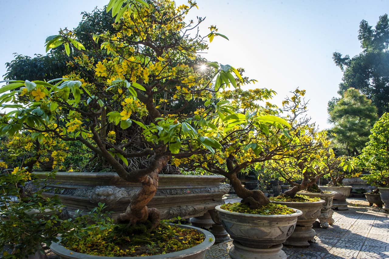 The apricot trees are cared for to have beautiful roots The apricot trees are cared for to have beautiful roots
