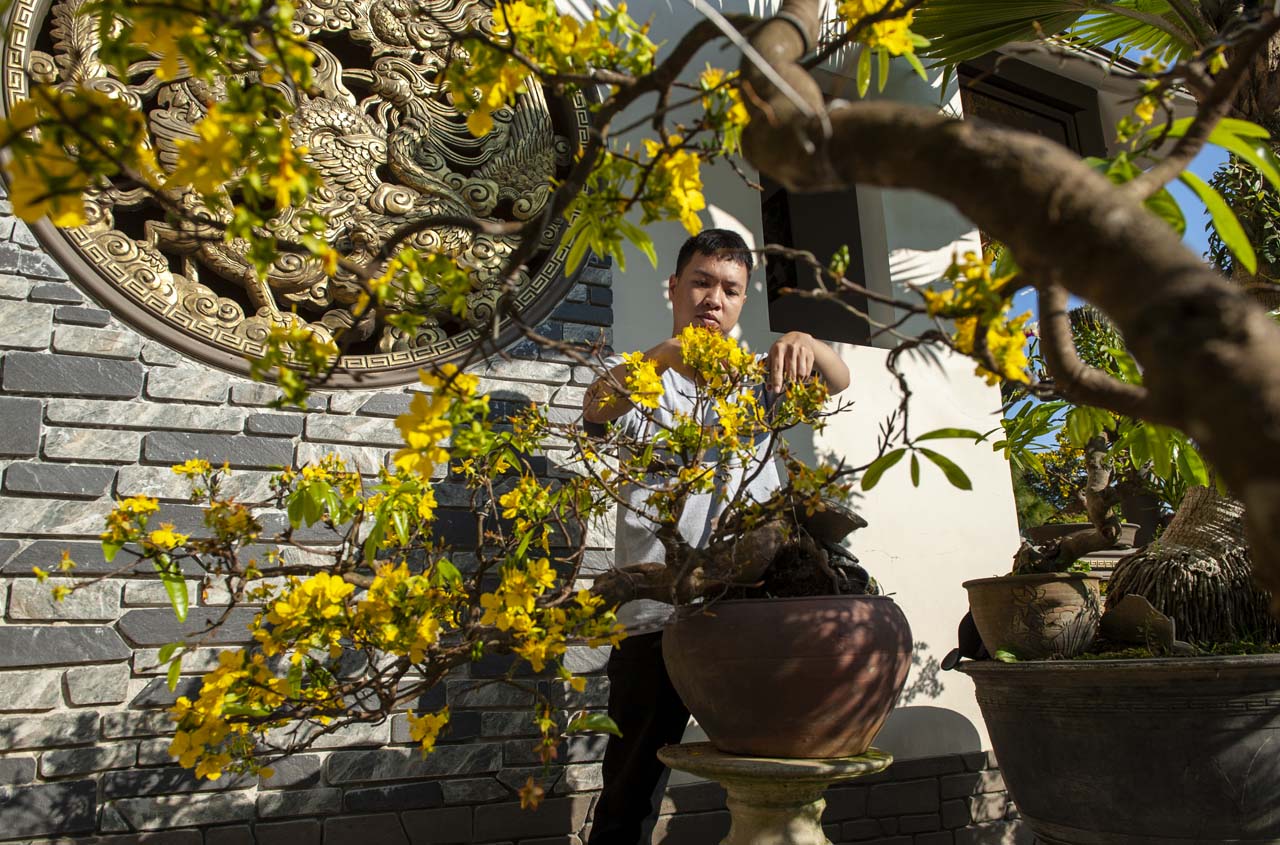 Caring for yellow apricot trees requires many years of delicate care and patience  