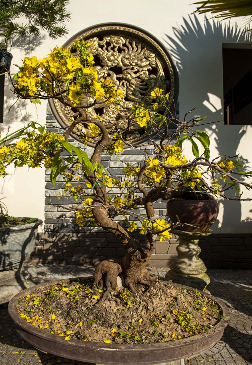 The 30-year old apricot tree is carefully shaped into a spiritual animal with beautiful roots, which is highly appreciated among collectors