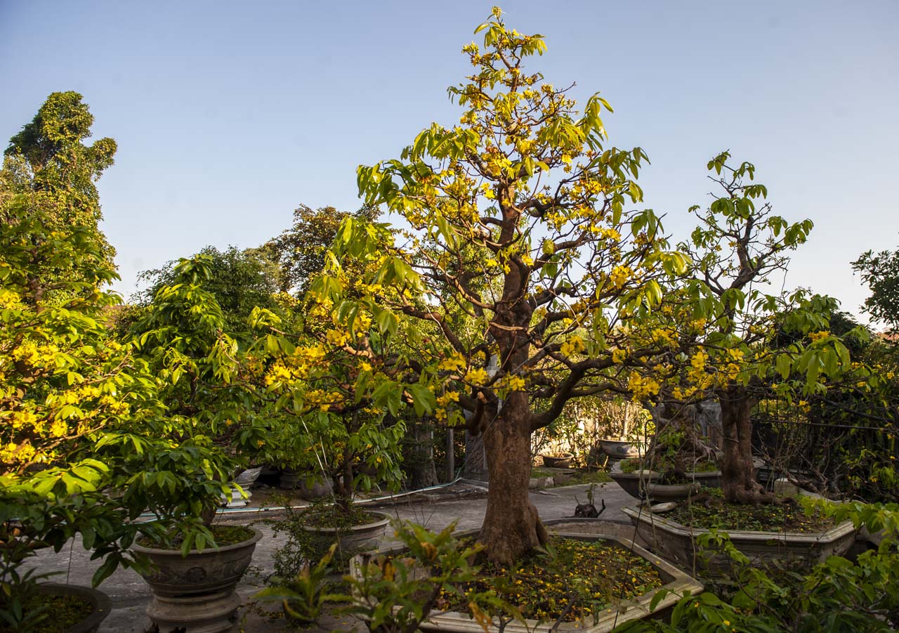 This nearly hundred years old yellow apricot tree is cared for attentively This nearly hundred years old yellow apricot tree is cared for attentively