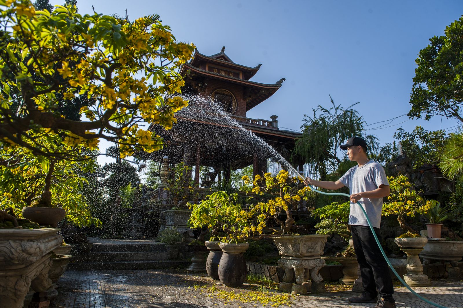 Nham wakes up early in the morning to water over 100 apricot trees in the garden Nham wakes up early in the morning to water over 100 apricot trees in the garden
