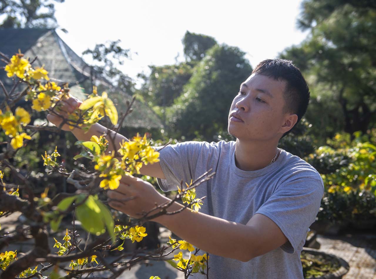 Patiently and meticulously shaping each apricot branch Patiently and meticulously shaping each apricot branch