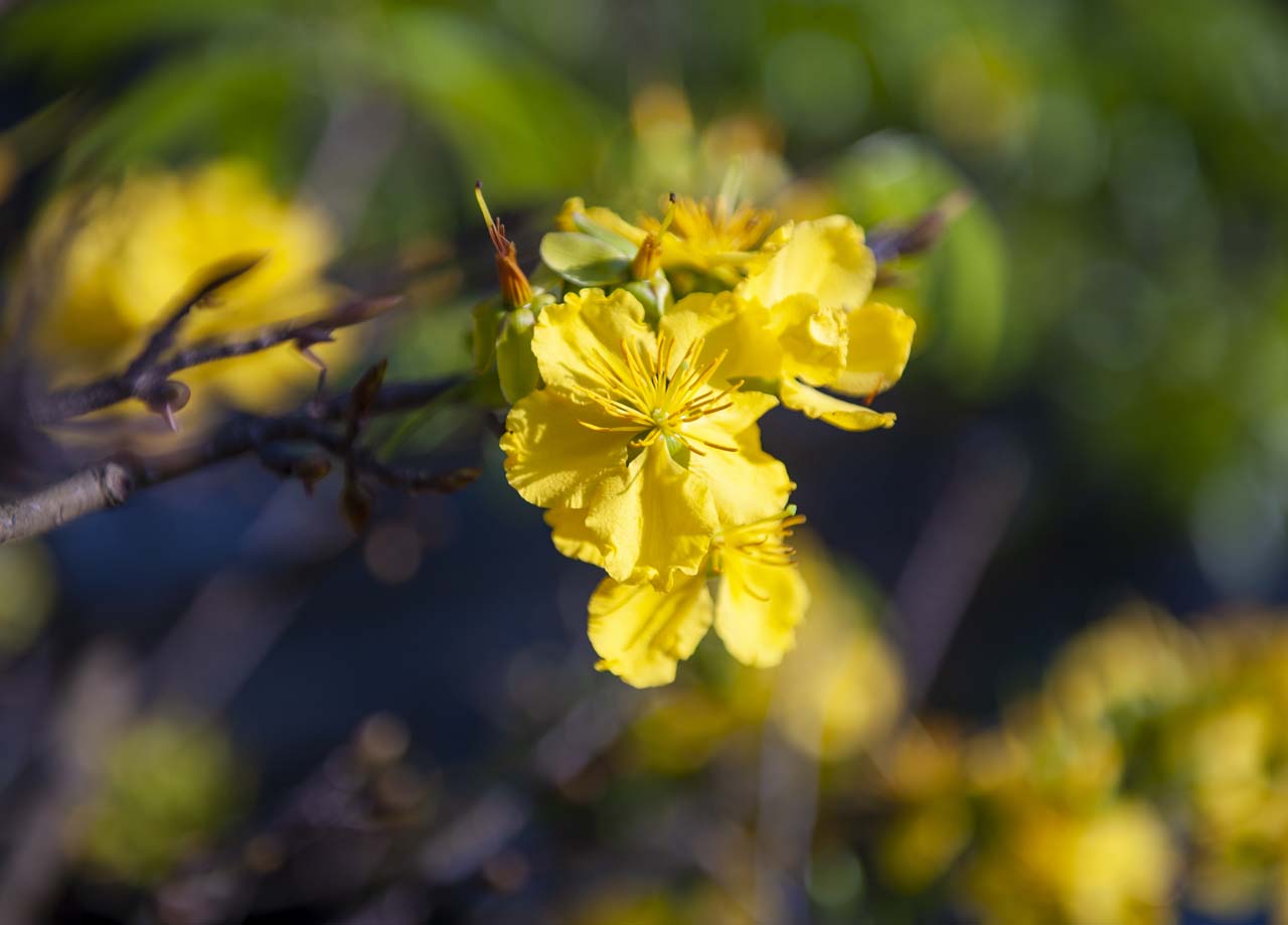 Hue’s yellow apricot blossoms usually has only 5 thick, round petals and radiates fragrance Hue’s yellow apricot blossoms usually has only 5 thick, round petals and radiates fragrance