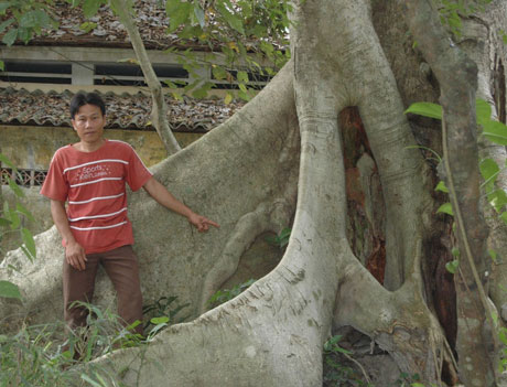 Gốc cây da được cho là nơi đôi “rắn tu” thường về “nghe kinh phật”.