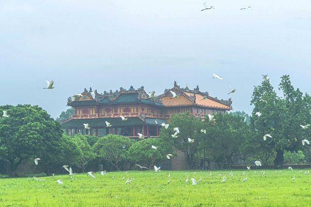 Hàng trăm con cò về Hoàng thành Huế trú ẩn trong mùa mưa bão