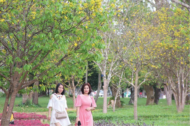 People are taking a walk in the apricot garden on Le Duan St., Hue City