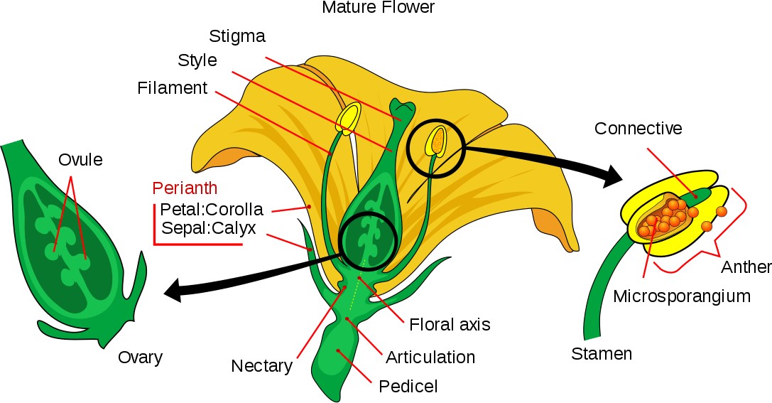 Mô phỏng cấu tạo của 1 bông hoa mai vàng