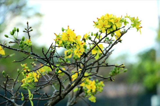 Một số giải pháp để sản xuất, cung cấp giống Mai vàng Huế