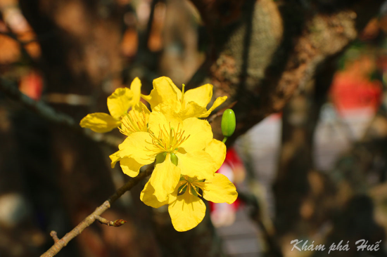 Xây dựng và phát triển chỉ dẫn địa lý Mai vàng Huế góp phần phát triển kinh tế xã hội tỉnh Thừa Thiên Huế