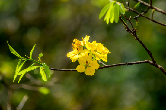 Định vị Mai vàng Huế trở thành "quốc bảo"