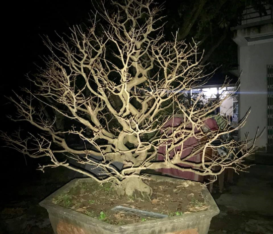 Tiêu chí đánh giá cây mai vàng