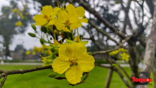 Mai vàng hay còn gọi là hoàng mai Huế là loài hoa nổi tiếng của Huế - Việt Nam.