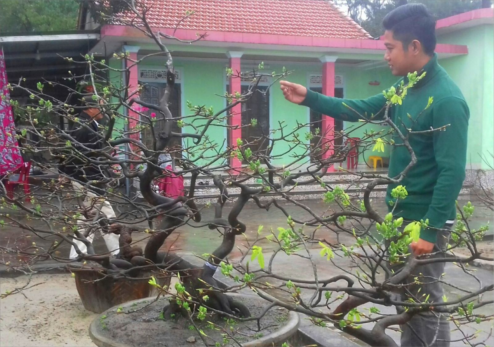 Mr. Nguyen Nhat Tuong is taking care of an apricot blossom tree to time its bloom on the occasion of Tet 2018 – the Year of Dog