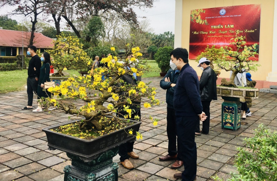 The city of yellow apricot blossoms