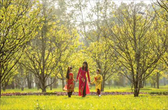 The City of Hoang Mai (yellow apricot blossom)