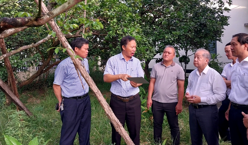 Phó Bí thư Thường trực Tỉnh ủy Phan Ngọc Thọ kiểm tra phương án bảo tồn Hoàng mai Huế