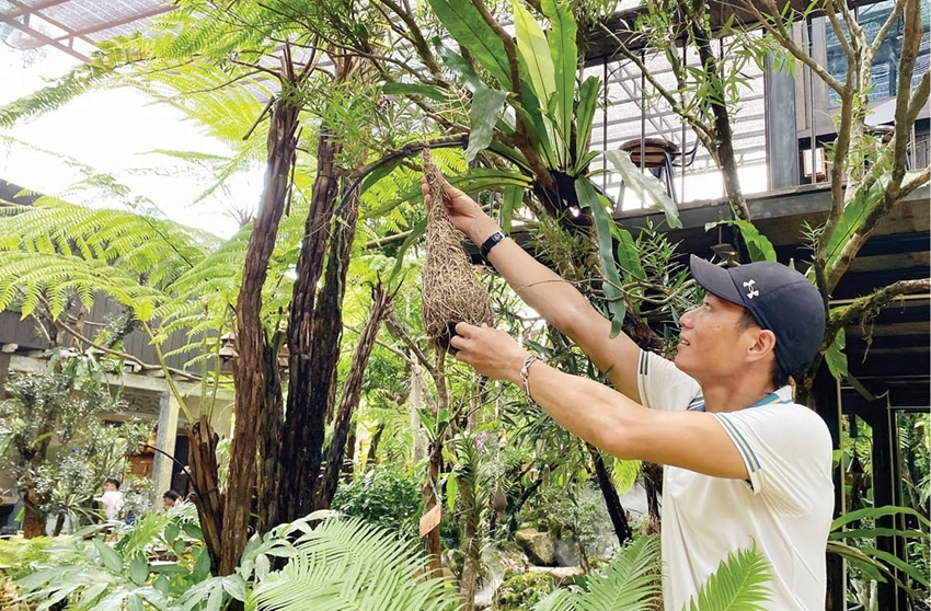 Mr. Loi using old bird nests for decoration, adding more vibrancy to his forest garden