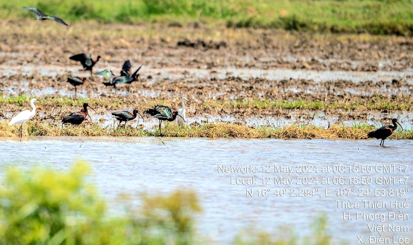  The glossy ibis was first recorded in the lagoon area of Thua Thien Hue. Photo: Le Manh Hung