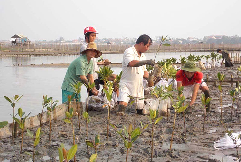 Cán bộ ngành lâm nghiệp TP Huế trồng rừng ngập mặn trên đầm phá Tam Giang.