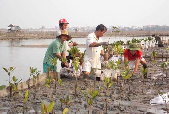 Cán bộ ngành lâm nghiệp TP Huế trồng rừng ngập mặn trên đầm phá Tam Giang.