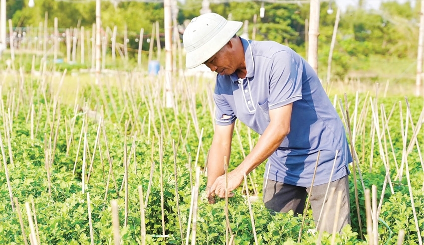  Thanh Thuy farmers took care of Tet chrysanthemums after the floods
