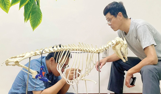   Các cán bộ Bảo tàng đang tỉ mỉ chế tác mẫu vật động vật, từng bước phục dựng để đưa vào trưng bày